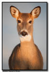 Whitetail Buck Portrait, Minnesota