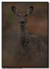 Whitetail Deer