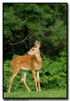 Whitetail Deer,MN
