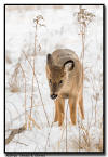 Whitetail, MN
