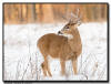 Whitetail Buck, MN