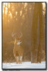 Whitetail Deer, MN