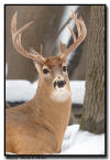 Whitetail Buck, MN