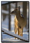 Whitetail Deer, MN