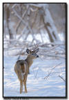 Whitetail Buck, MN