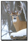 Whitetail Buck after Snowstorm, MN