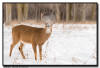 Whitetail Deer, MN
