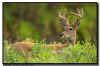 Whitetail Buck in Velvet
