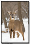 Whitetail Buck, MN