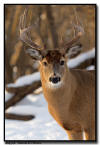 Whitetail Buck, MN