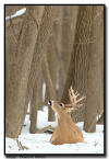 Whitetail Deer, MN