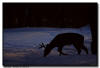Whitetail Buck, MN