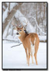 Whitetail Buck, MN