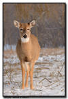 Whitetail Doe, MN