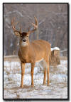 Whitetail Buck, MN