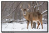 Whitetail Buck