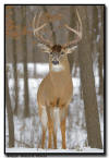 Whitetail Buck MN