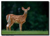 White Tail Deer Fawn, Minneapolis, MN