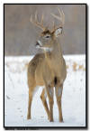 Whitetail Buck in a Snowstorm