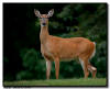 WTD Doe, Minneapolis, MN