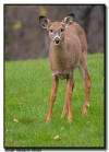 Whitetail Fawn