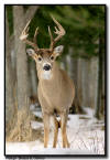 Whitetail Buck, Minnesota