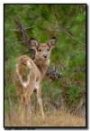 Whitetail, Custer State Park, SD 