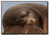 Sea Lion Resting on the Rocks
