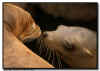 California Sea Lion Greeting Kiss