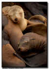 A pair of sleeping Sea Lions