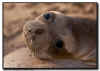 Juvenile Elephant Seal