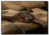 Northern Elephant Seal
