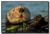 Sea Otter, CA