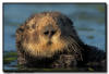 Sea Otter, CA