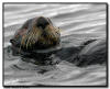 Sea Otter