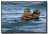 Sea Otters, Katmai National Park, AK