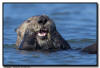 Sea Otter, CA