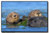 Sea Otters, CA