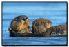 Sea Otter, CA