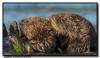 Sea Otters, CA
