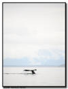 Humpback Whale Tail Flip, Glacier Bay National Park, AK