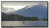 Humpback Whale, Glacier Bay National Park, AK